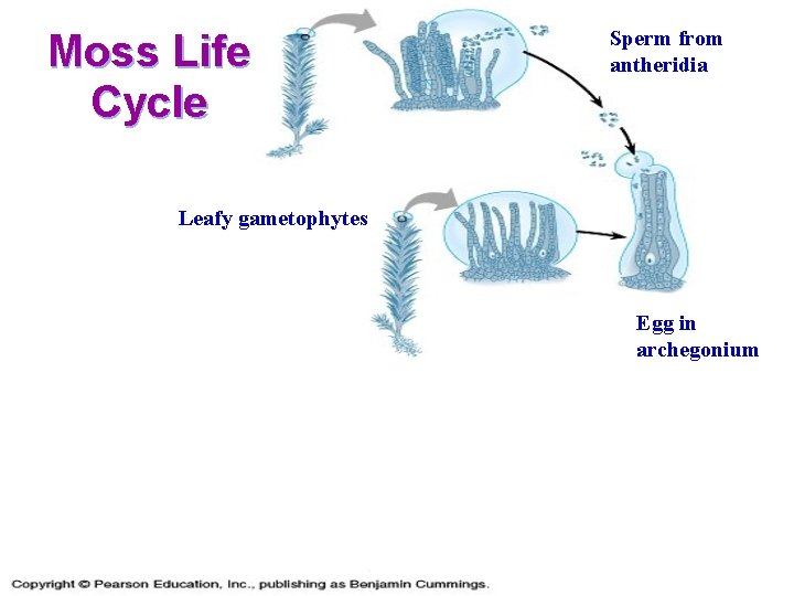 Moss Life Cycle Sperm from antheridia Leafy gametophytes Egg in archegonium 