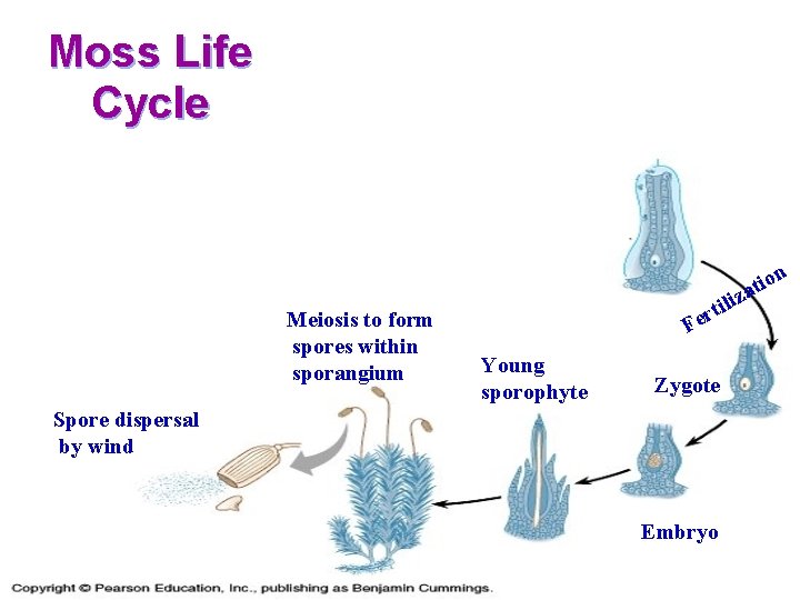 Moss Life Cycle Meiosis to form spores within sporangium i on i t liza