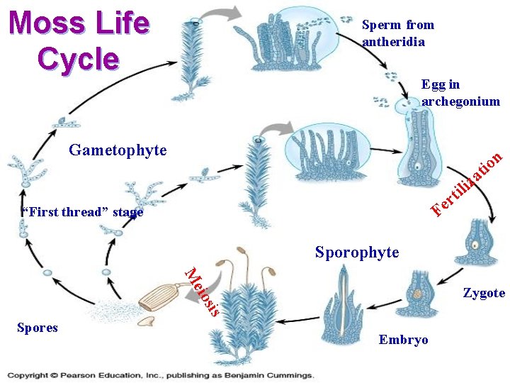 Moss Life Cycle Sperm from antheridia Egg in archegonium Gametophyte n tio a z
