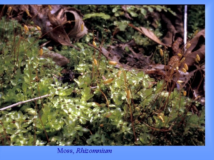 Moss, Rhizomnium 