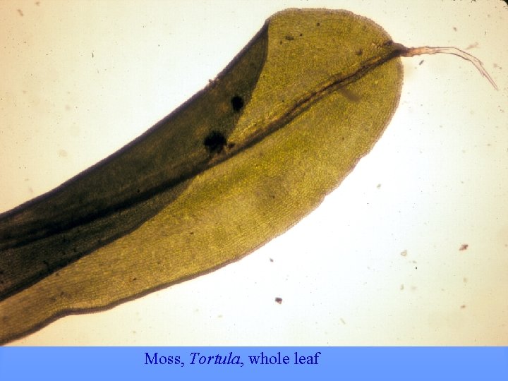Moss, Tortula, whole leaf 