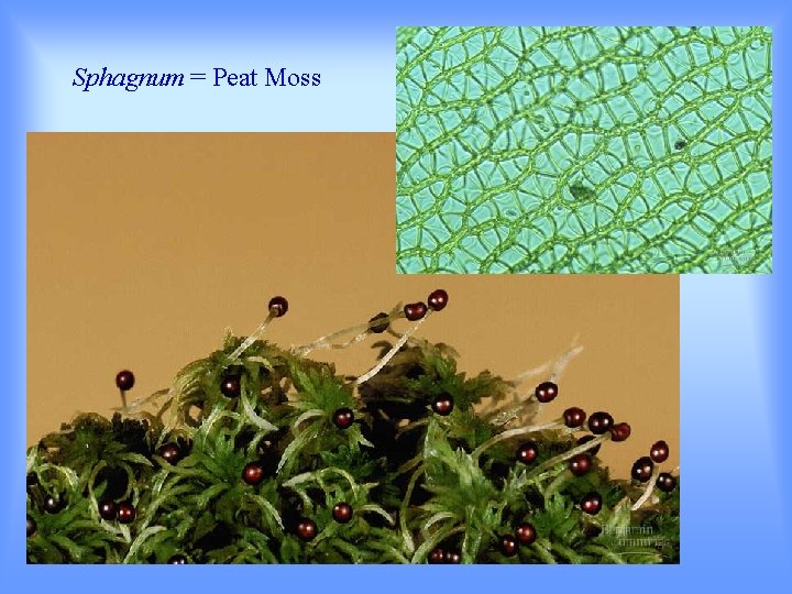 Sphagnum = Peat Moss 