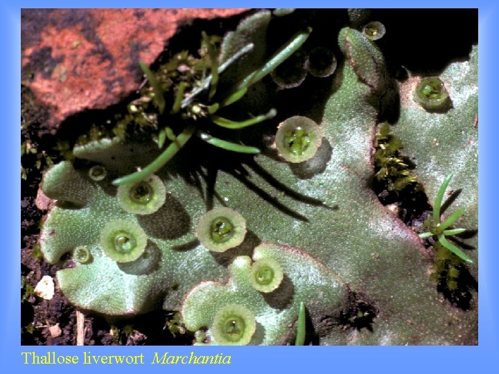 Thallose liverwort Marchantia 