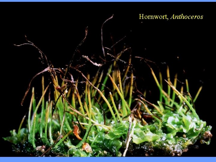 Hornwort, Anthoceros 