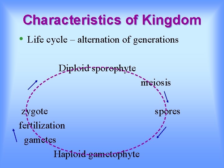 Characteristics of Kingdom • Life cycle – alternation of generations Diploid sporophyte meiosis zygote