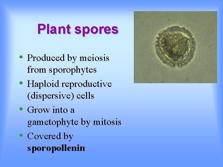 Plant spores • • Produced by meiosis from sporophytes Haploid reproductive (dispersive) cells Grow