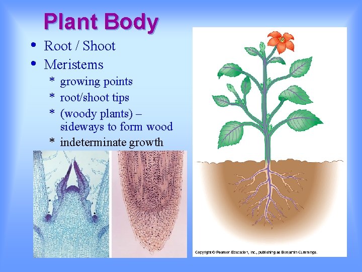  • • Plant Body Root / Shoot Meristems * growing points * root/shoot