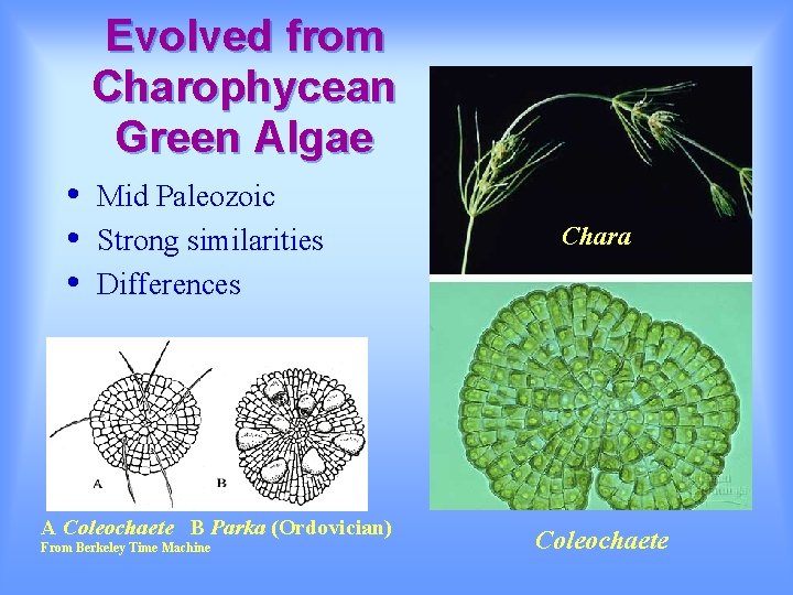 Evolved from Charophycean Green Algae • • • Mid Paleozoic Strong similarities Differences A