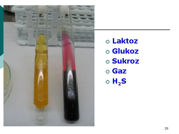 ¡ ¡ ¡ Laktoz Glukoz Sukroz Gaz H 2 S 29 