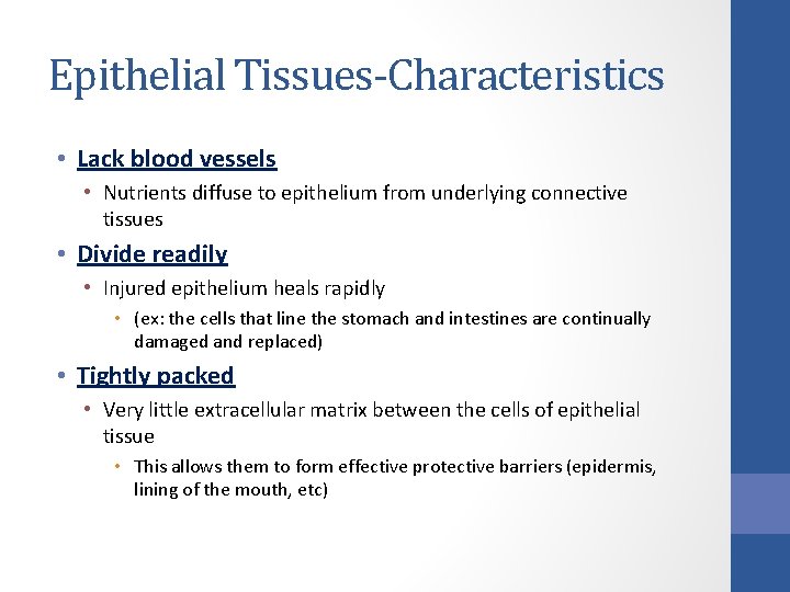 Epithelial Tissues-Characteristics • Lack blood vessels • Nutrients diffuse to epithelium from underlying connective Epithelial Tissues-Characteristics • Lack blood vessels • Nutrients diffuse to epithelium from underlying connective