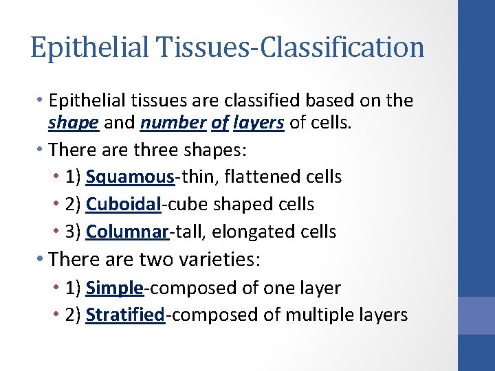 Epithelial Tissues-Classification • Epithelial tissues are classified based on the shape and number of Epithelial Tissues-Classification • Epithelial tissues are classified based on the shape and number of