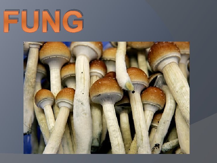 FUNG I 