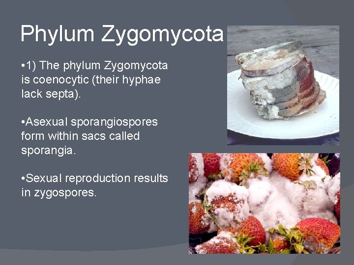 Phylum Zygomycota • 1) The phylum Zygomycota is coenocytic (their hyphae lack septa). •
