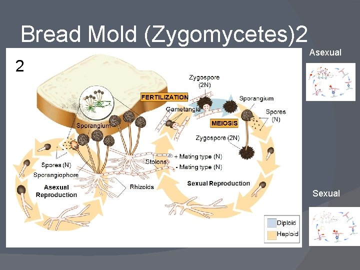 Bread Mold (Zygomycetes)2 2 Asexual Sexual 