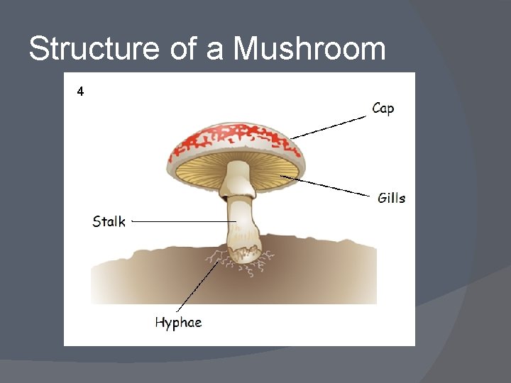 Structure of a Mushroom 4 