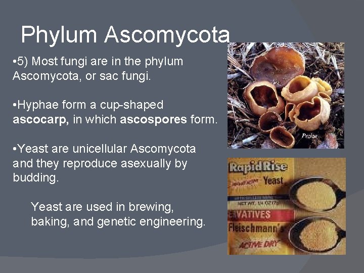 Phylum Ascomycota • 5) Most fungi are in the phylum Ascomycota, or sac fungi.