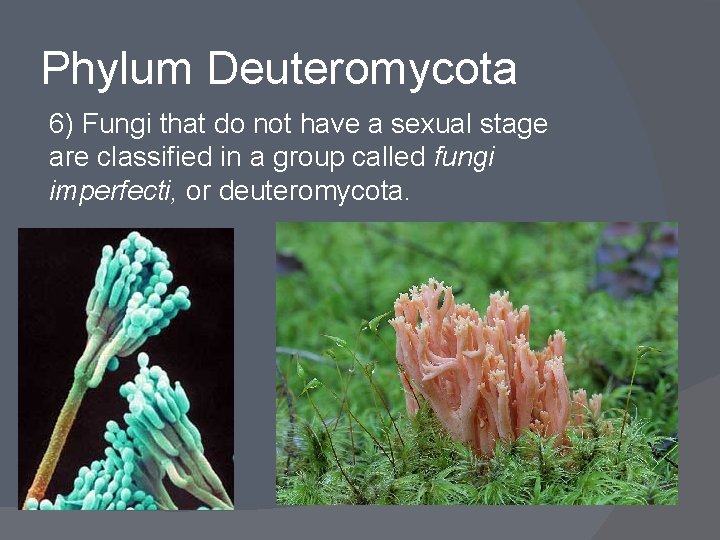Phylum Deuteromycota 6) Fungi that do not have a sexual stage are classified in