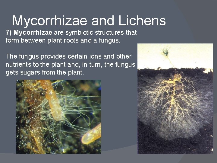Mycorrhizae and Lichens 7) Mycorrhizae are symbiotic structures that form between plant roots and