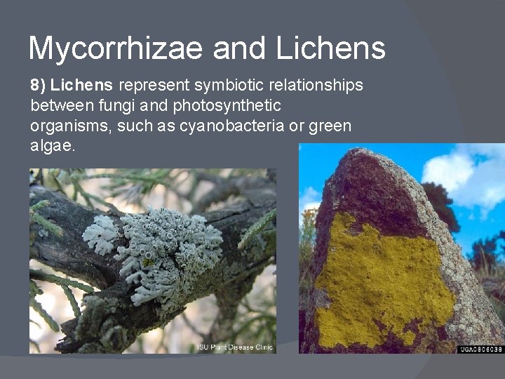 Mycorrhizae and Lichens 8) Lichens represent symbiotic relationships between fungi and photosynthetic organisms, such