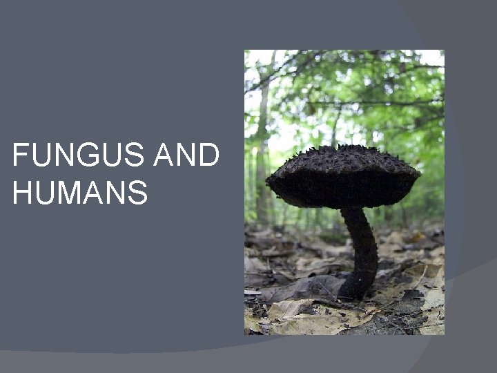 FUNGUS AND HUMANS 