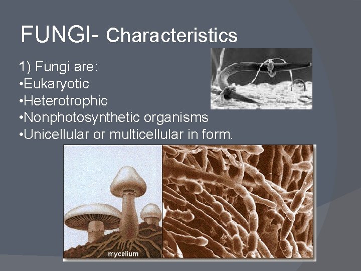 FUNGI- Characteristics 1) Fungi are: • Eukaryotic • Heterotrophic • Nonphotosynthetic organisms • Unicellular