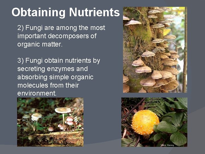 Obtaining Nutrients 2) Fungi are among the most important decomposers of organic matter. 3)