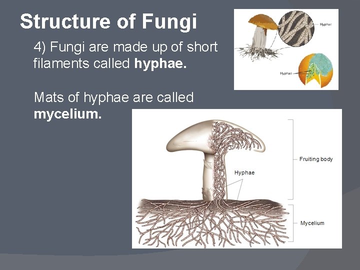 Structure of Fungi 4) Fungi are made up of short filaments called hyphae. Mats