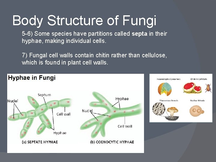Body Structure of Fungi 5 -6) Some species have partitions called septa in their