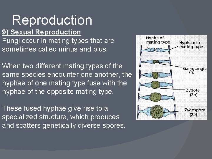 Reproduction 9) Sexual Reproduction Fungi occur in mating types that are sometimes called minus