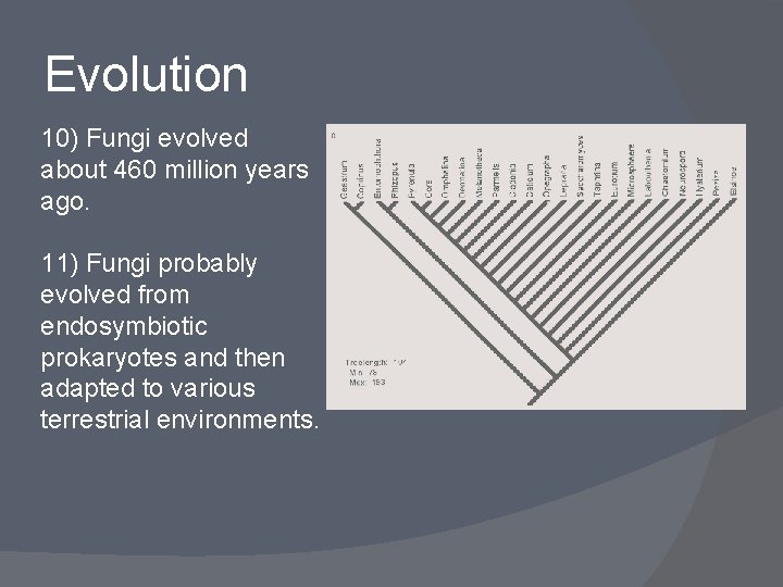 Evolution 10) Fungi evolved about 460 million years ago. 11) Fungi probably evolved from