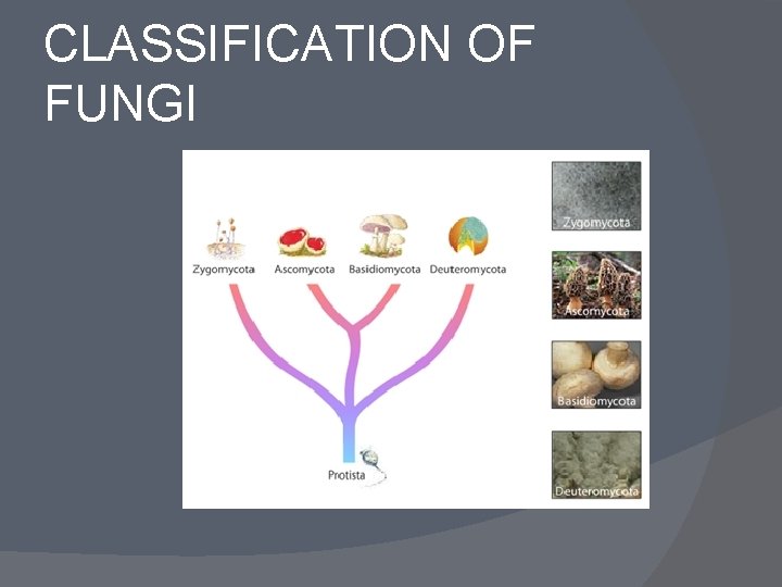 CLASSIFICATION OF FUNGI 
