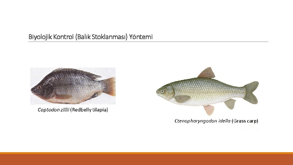 Biyolojik Kontrol (Balık Stoklanması) Yöntemi Ctenopharyngodon idella (Grass carp) 