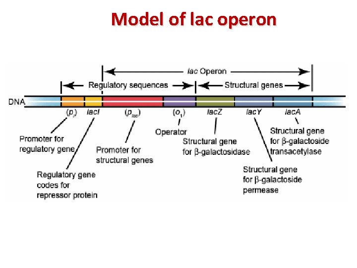 Model of lac operon 