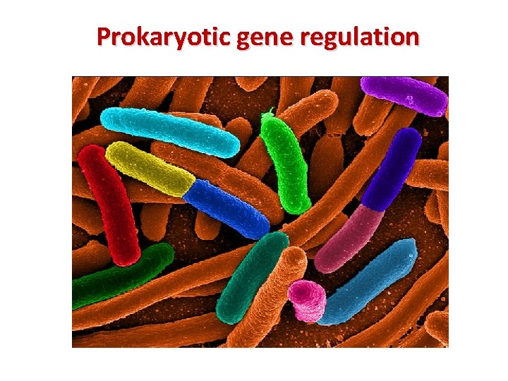 Prokaryotic gene regulation 
