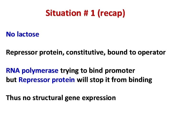 Situation # 1 (recap) No lactose Repressor protein, constitutive, bound to operator RNA polymerase