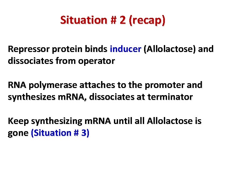 Situation # 2 (recap) Repressor protein binds inducer (Allolactose) and dissociates from operator RNA