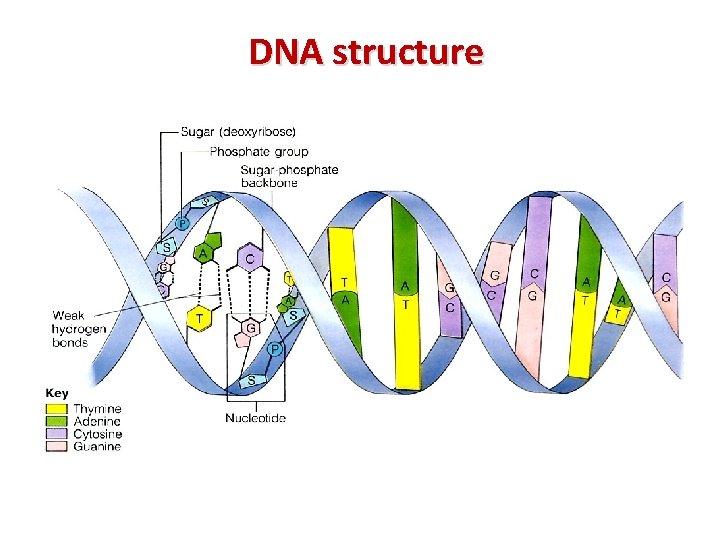 DNA structure 