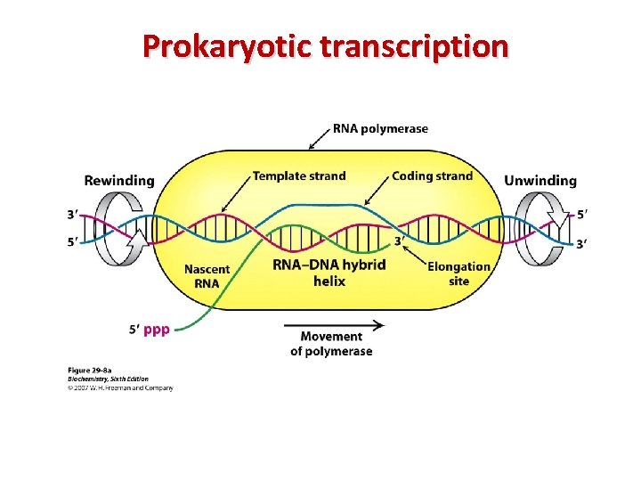 Prokaryotic transcription 