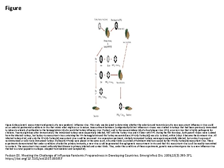 Figure. &nbsp; Genetic reassortment and genesis of a new pandemic influenza virus. This study