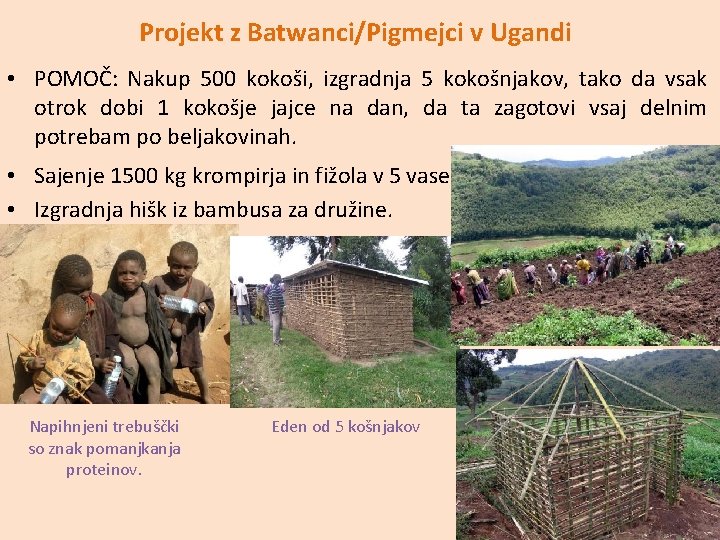 Projekt z Batwanci/Pigmejci v Ugandi • POMOČ: Nakup 500 kokoši, izgradnja 5 kokošnjakov, tako
