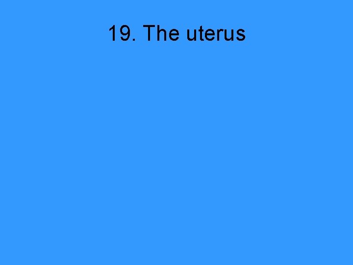 19. The uterus 