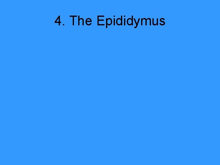 4. The Epididymus 
