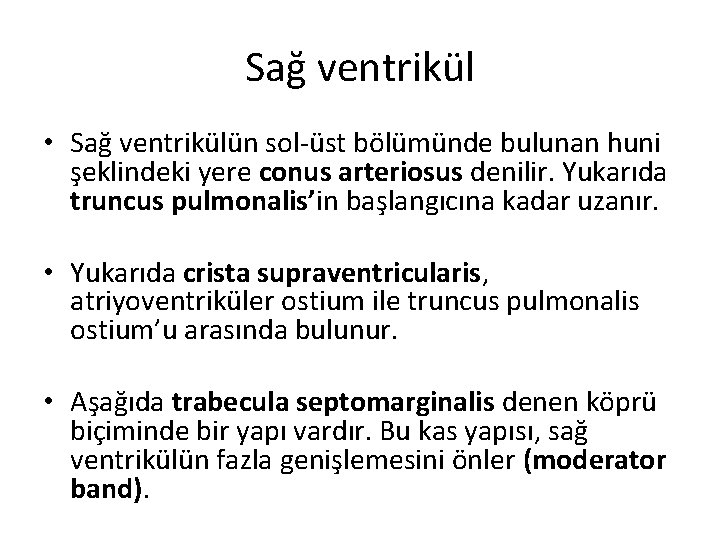 Sağ ventrikül • Sağ ventrikülün sol-üst bölümünde bulunan huni şeklindeki yere conus arteriosus denilir.