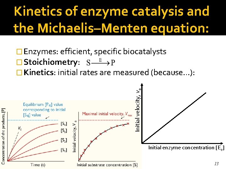 Kinetics of enzyme catalysis and the Michaelis–Menten equation: Initial velocity, vo � Enzymes: efficient,