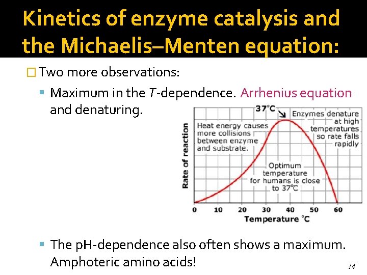 Kinetics of enzyme catalysis and the Michaelis–Menten equation: � Two more observations: Maximum in