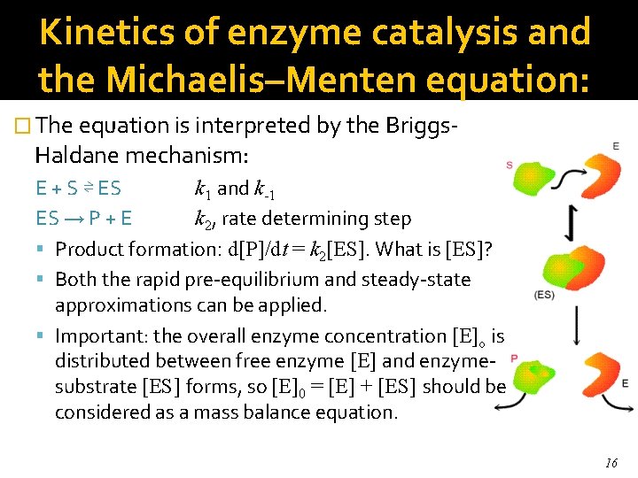 Kinetics of enzyme catalysis and the Michaelis–Menten equation: � The equation is interpreted by