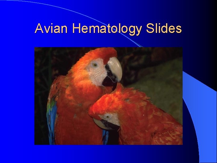 Avian Hematology Slides 