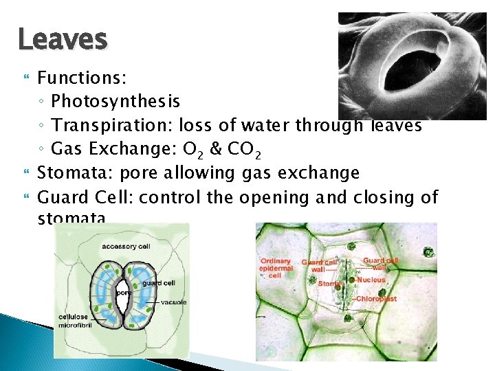 Leaves Functions: ◦ Photosynthesis ◦ Transpiration: loss of water through leaves ◦ Gas Exchange: