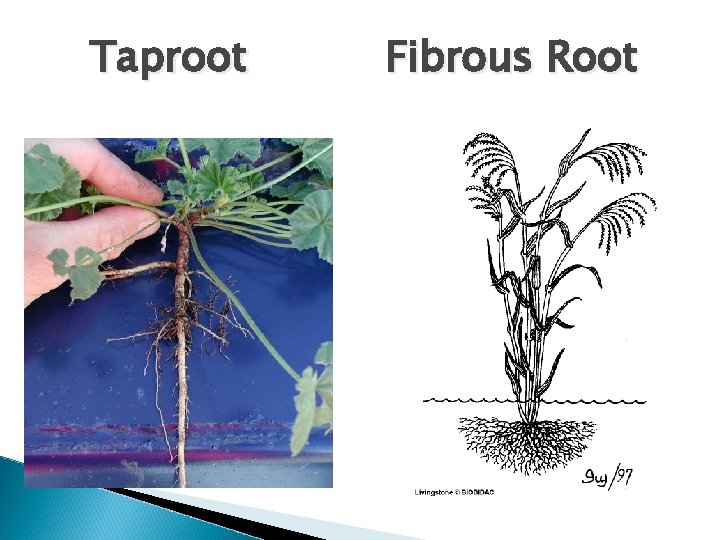 Taproot Fibrous Root 