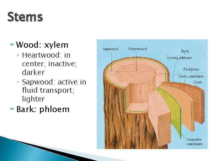 Stems Wood: xylem ◦ Heartwood: in center; inactive; darker ◦ Sapwood: active in fluid